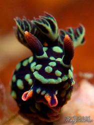 Nudibranch portrait (Nembrotha kuberyana) - Gili Banta, I... by Marco Waagmeester 